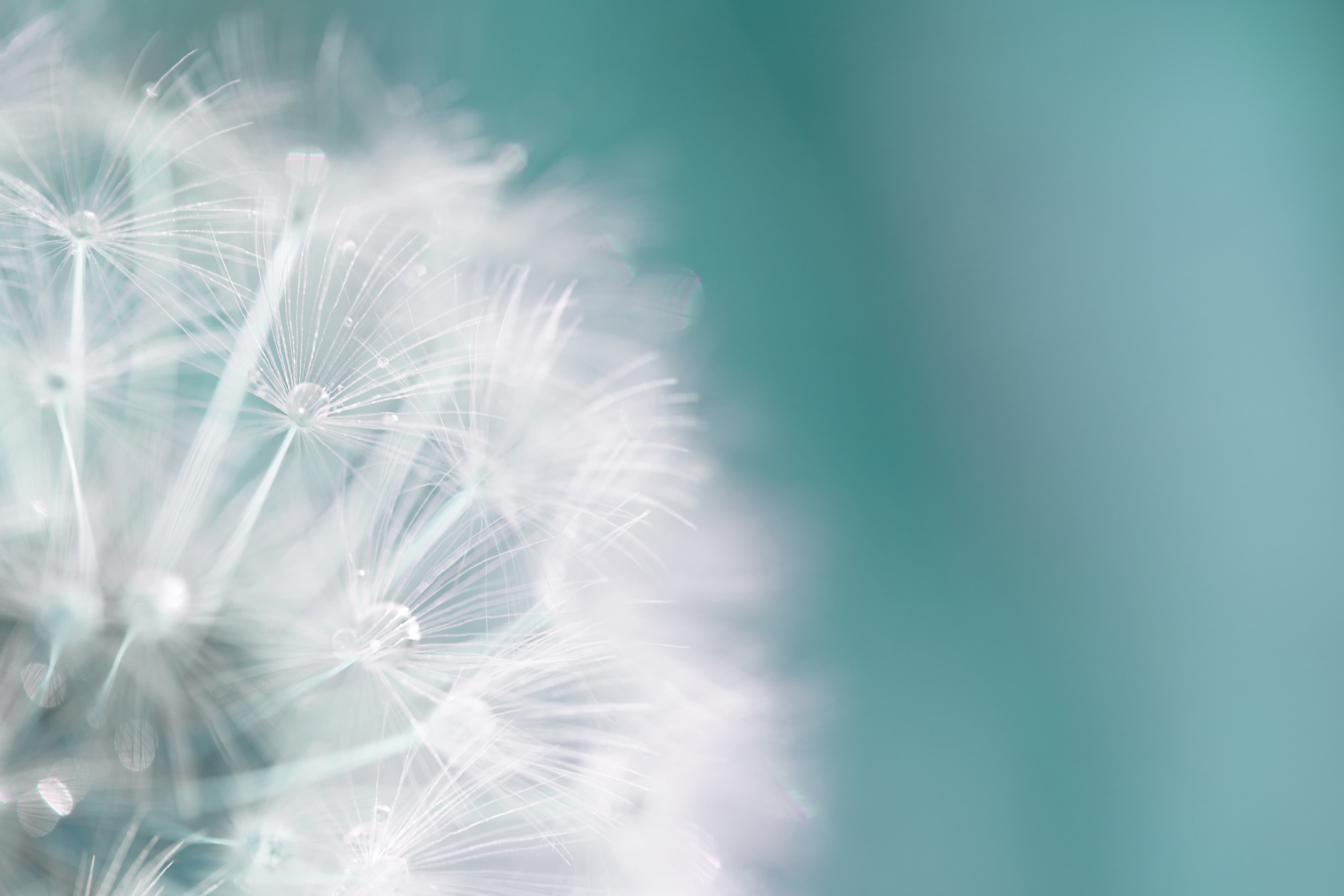 Löwenzahn Blüte türkis Hintergrund