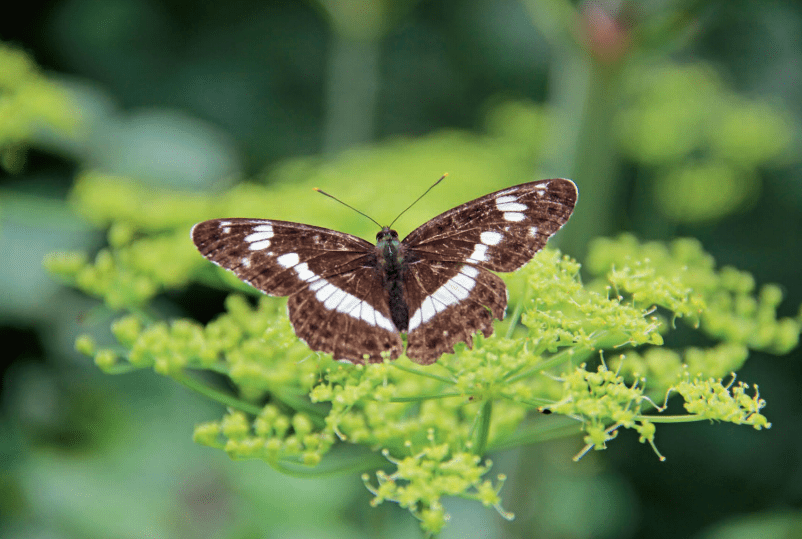 Schmetterling im Grünen