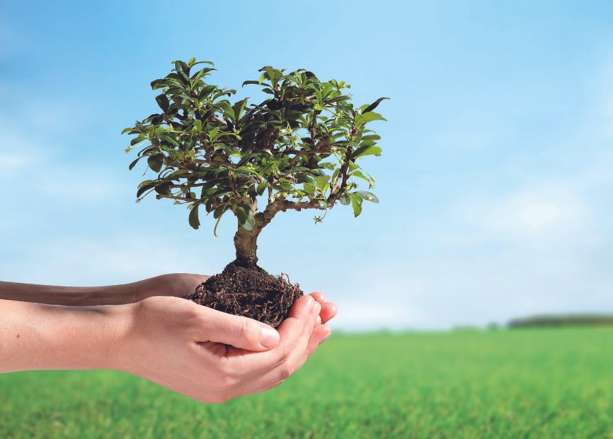 Hand trägt kleiner Baum