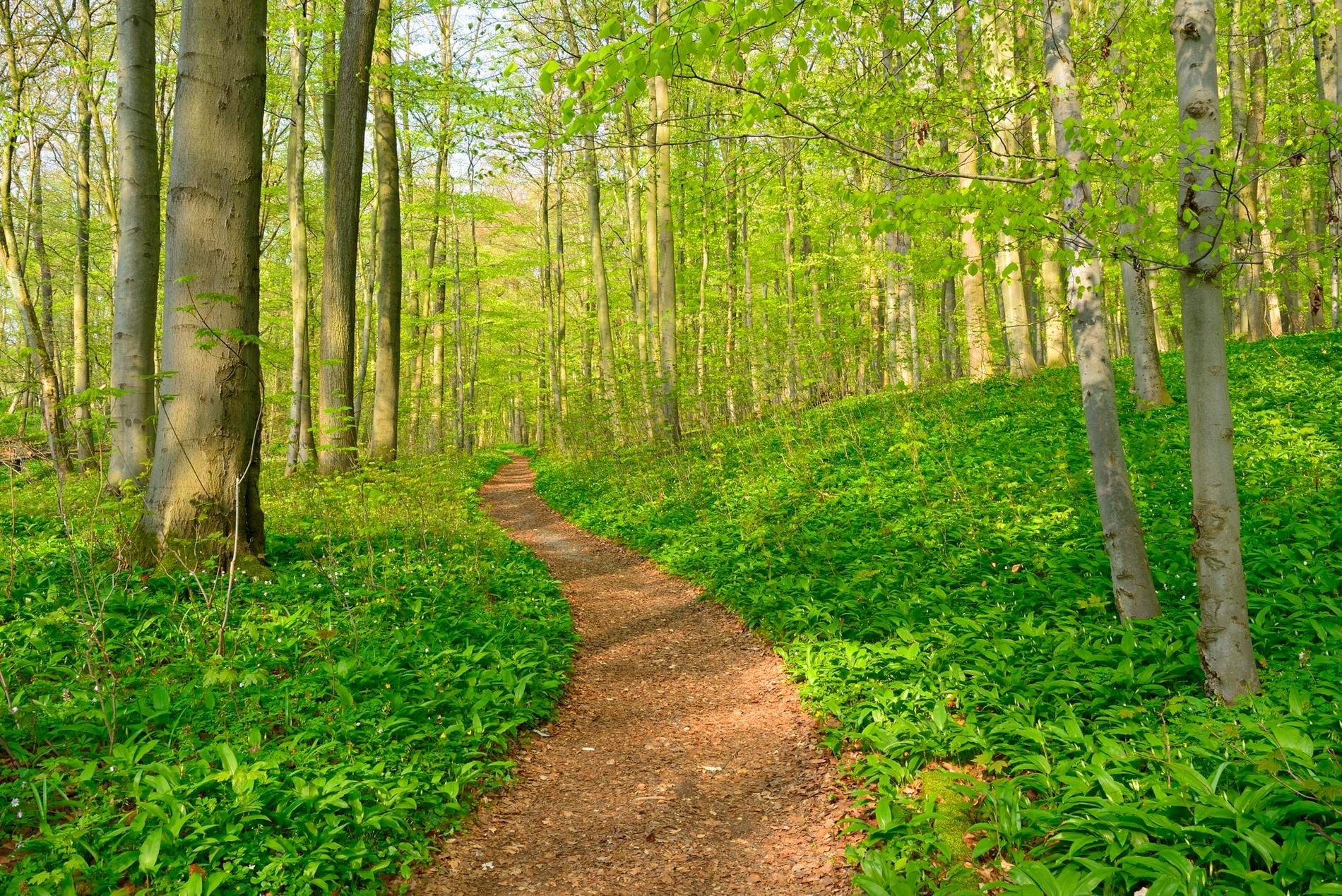 Geschichte Lungenliga Glarus Geschichte Lungenliga Glarus