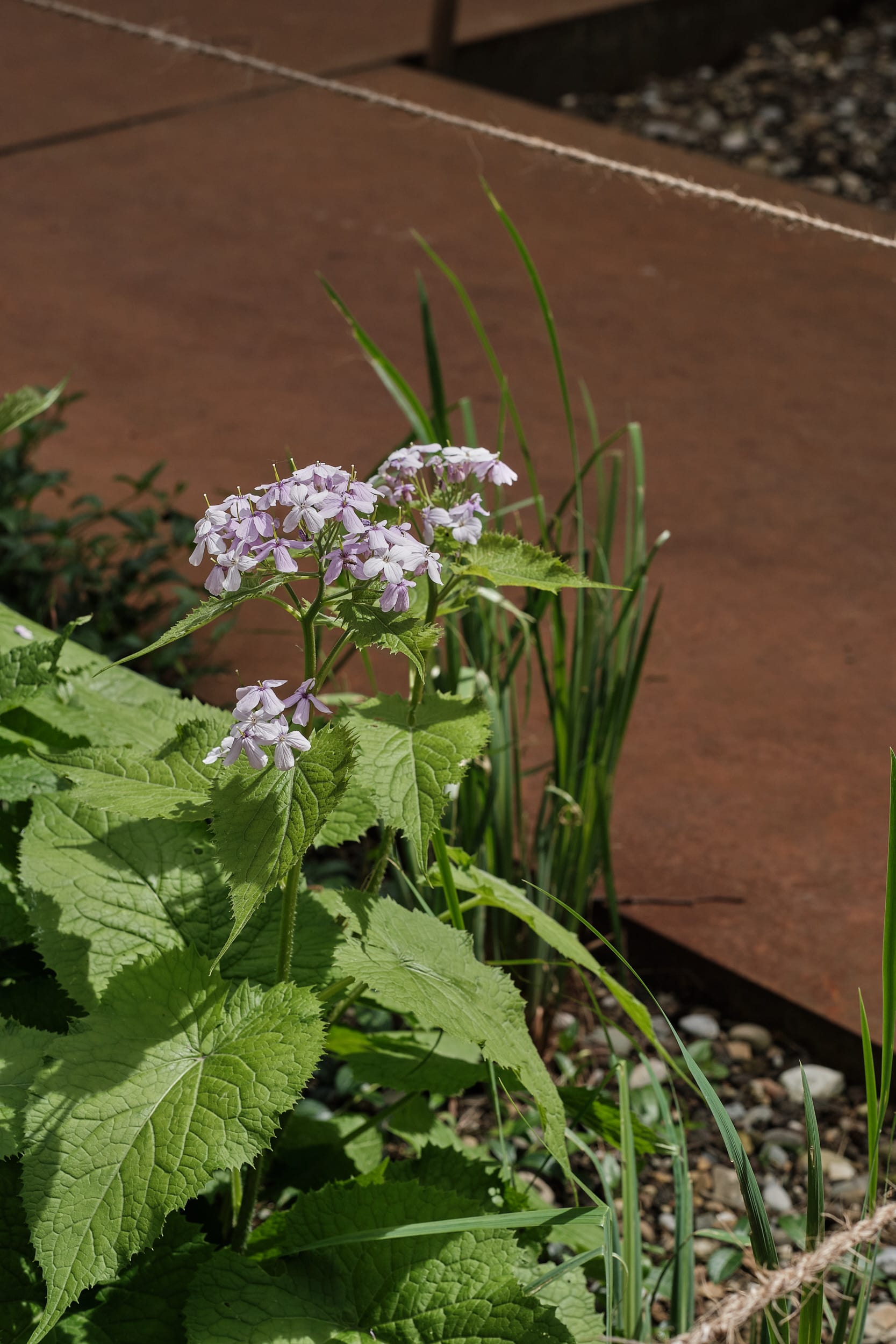 Blumen Blumen
