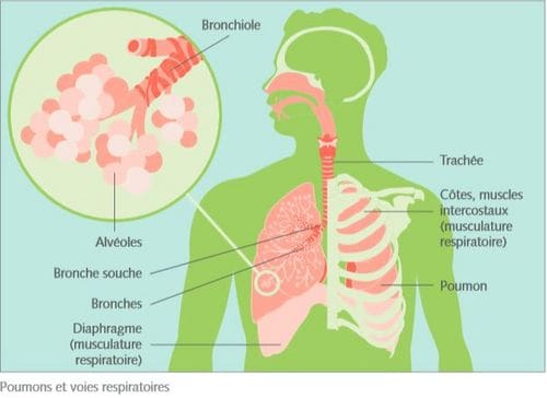 Pulmo Phyt - Respirez l'air pur de la santé, un remède naturel qui  contribue à la fonction respiratoires de vos poules.